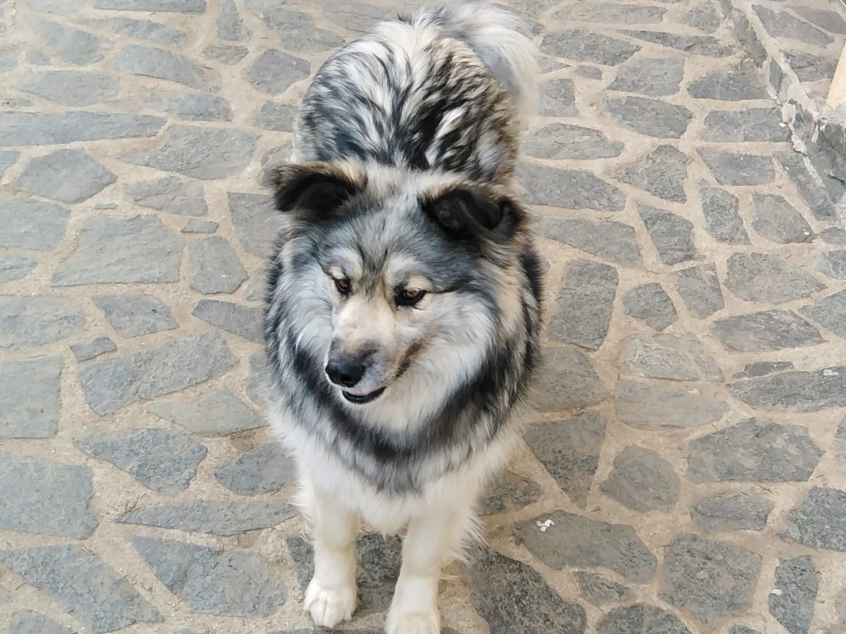 Maggy sucht ein Zuhause