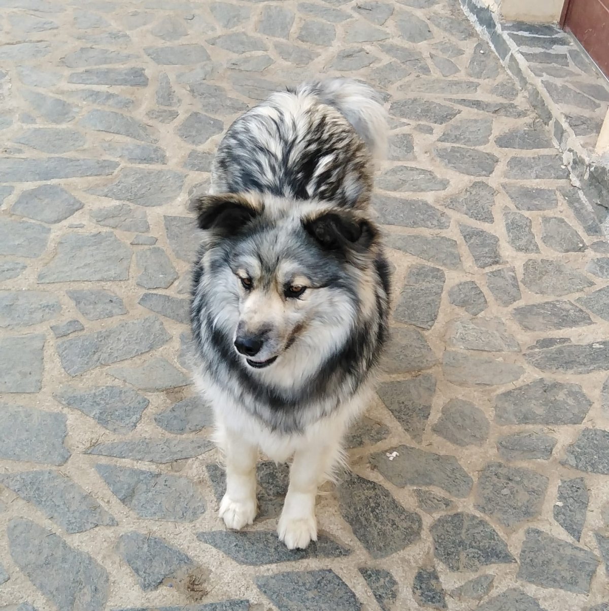 Maggy sucht ein Zuhause