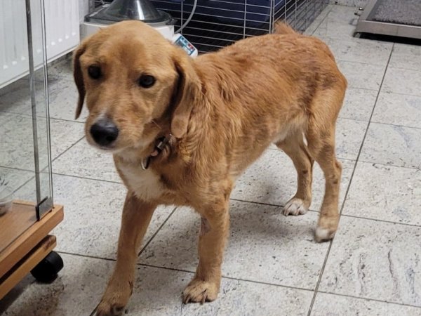 TINO hat ein Zuhause gefunden