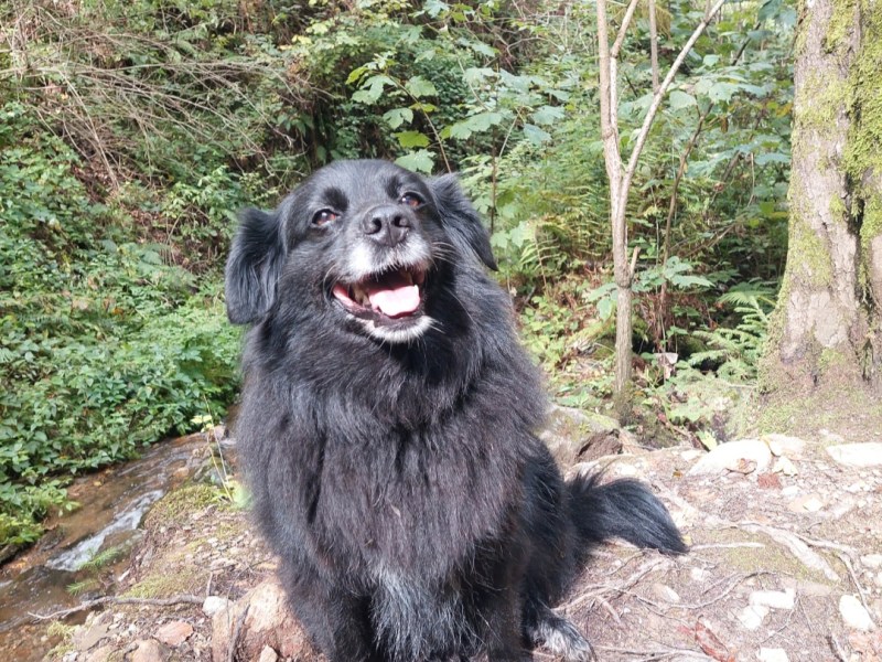 2 ältere Hundedamen suchen zusammen eine Familie