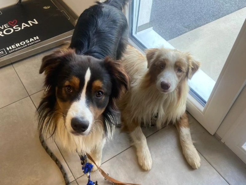 VERMITTELT – Max  & Moritz suchen ein Zuhause