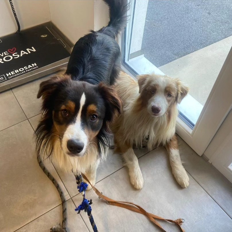 Ist möglicherweise ein Bild von Hund und Text